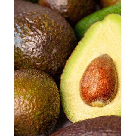 AVOCADO SHAMPOO