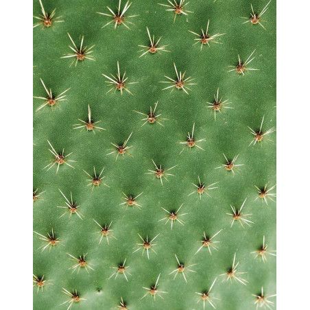 CACTUS + HYALURONIC ACID FACIAL SERUM