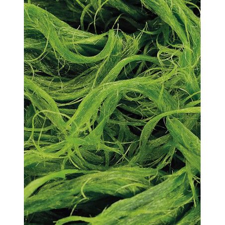 ALGAE + PRO-COLLAGEN FACIAL SERUM